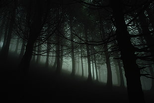 silhouette of forest HD wallpaper