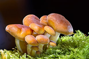brown mushrooms HD wallpaper