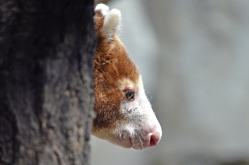 brown and white animal beside the tree HD wallpaper