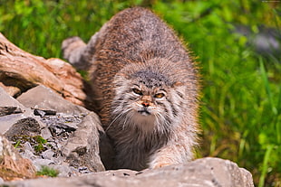 brown fur cat standing on gray rock