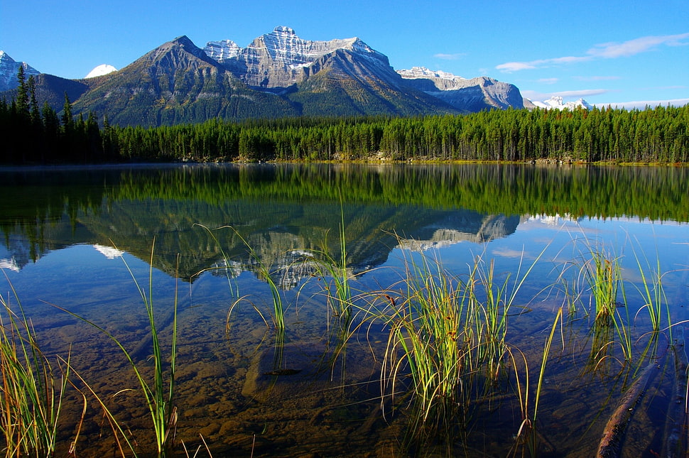 green plants, sky, mountains, river, water HD wallpaper