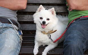 white Pomeranian sitting between two person in denim pants