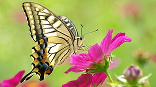 Tiger Swallowtail butterfly perched on pink petaled flowers in closeup photo