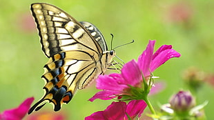 Tiger Swallowtail butterfly perched on pink petaled flowers in closeup photo HD wallpaper