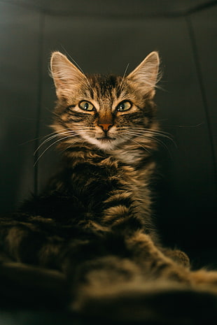 short-coated brown and black cat