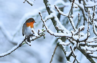 bird perching on twig during winter, robin