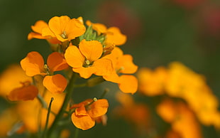 shallow focus photography of orange petaled flowers HD wallpaper