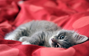gray tabby kitten lying on red textile