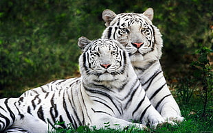 white and black tiger plush toy, animals, tiger, white tigers, nature HD wallpaper
