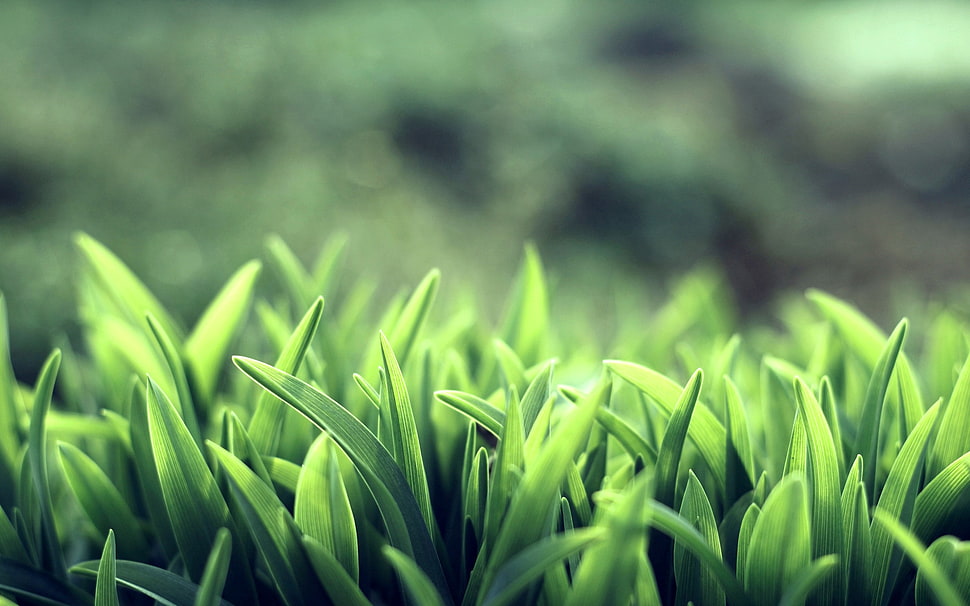 green leaf plant HD wallpaper