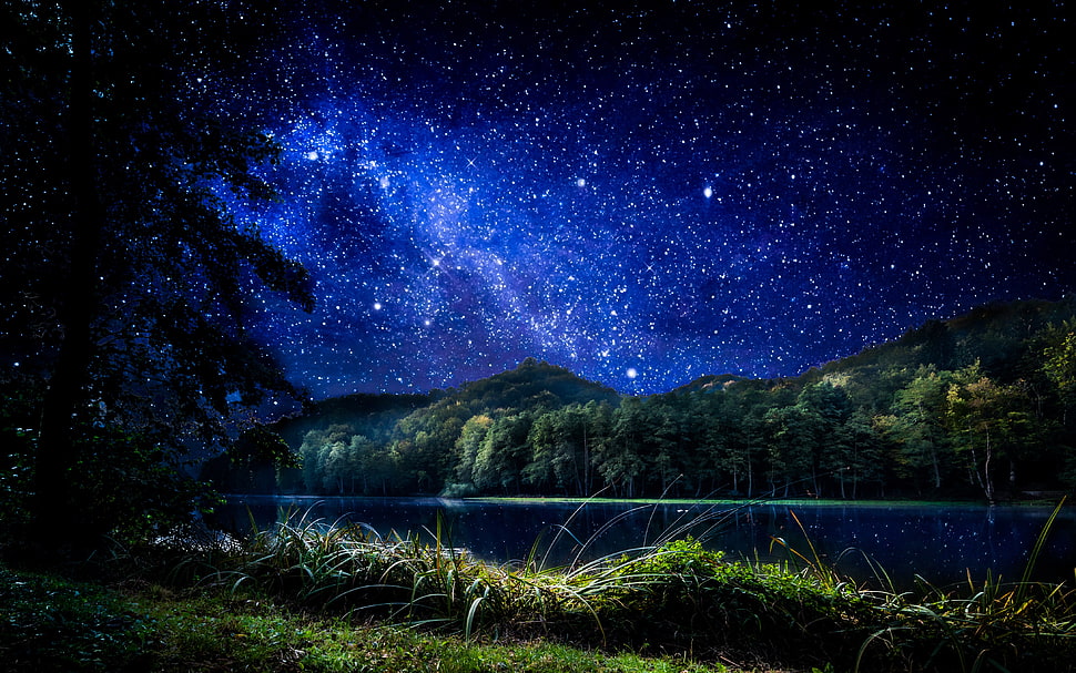 trees near body of water under starry skies, landscape, stars, forest, river HD wallpaper