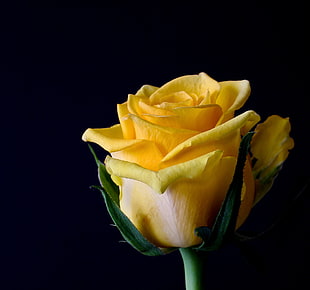 yellow Rose flower HD wallpaper