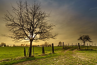 photo of bare tree near fence and grass field