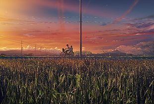 corn field, anime, landscape HD wallpaper
