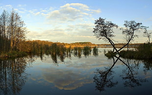 body of water surrounded by trees high-saturated photography