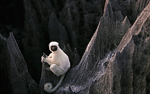 white monkey, animals, stones, forest, lemurs