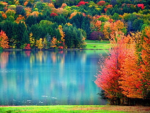 blue lake with green, red and brown trees HD wallpaper