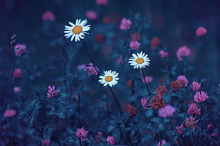 white daisy flowers, Andrey Metelkov, blue, white flowers, nature