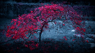 pink tree painting, leaves, red leaves, trees HD wallpaper