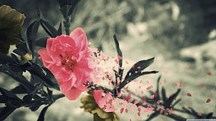 pink petaled flower, nature, flowers, leaves, plants