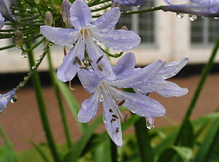blue flowers with water droplets