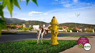 yellow fire hydrant beside a dog during daytime