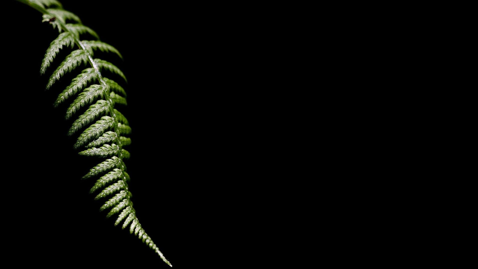 green leaf, nature, leaves, minimalism, ferns