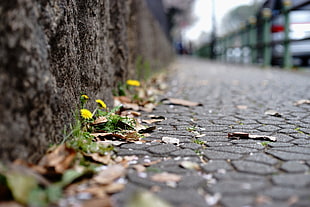 close-up photo of dried leaves in pedestrian lane during daytime
