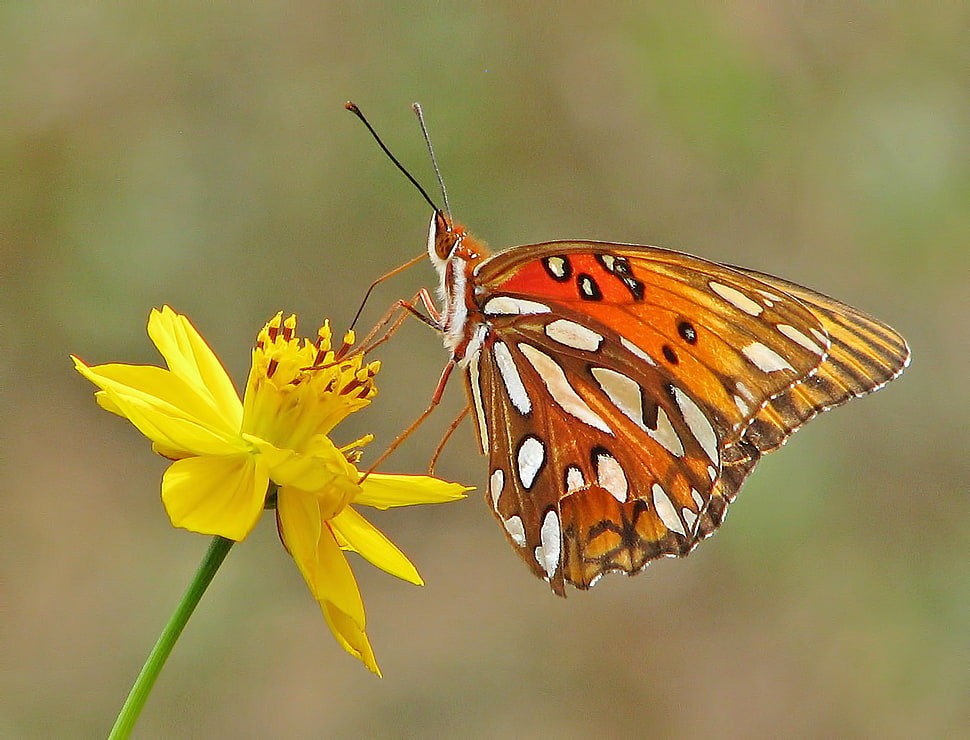 shallow focus photography of orange,white and black butterfly on yellow flower, butterflies, fritillary HD wallpaper