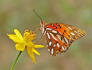 shallow focus photography of orange,white and black butterfly on yellow flower, butterflies, fritillary