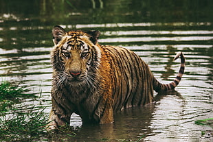 Bengal tiger, Tiger, Predator, Water