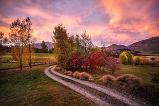 view of trees and road during sunset, queenstown HD wallpaper