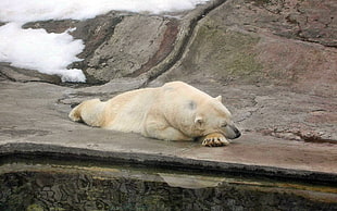 Polar bear lying on ground during daytime HD wallpaper
