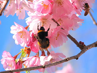 Bumble bee on pink petaled flowers during daytime