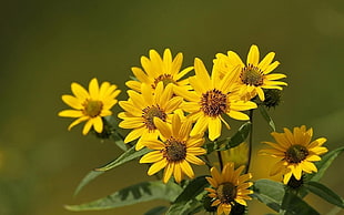 yellow Daisy flowers
