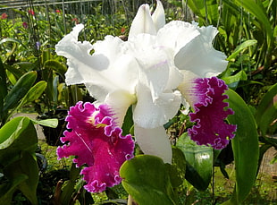 selective focus photo of white and pink Cattleya Orchid flower