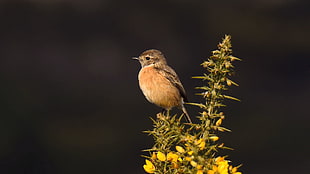 shallow focus photography of perched bird on green leaves, stonechat HD wallpaper