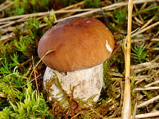 selective focus photography of brown mushroom HD wallpaper