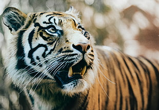 macro shot of tiger