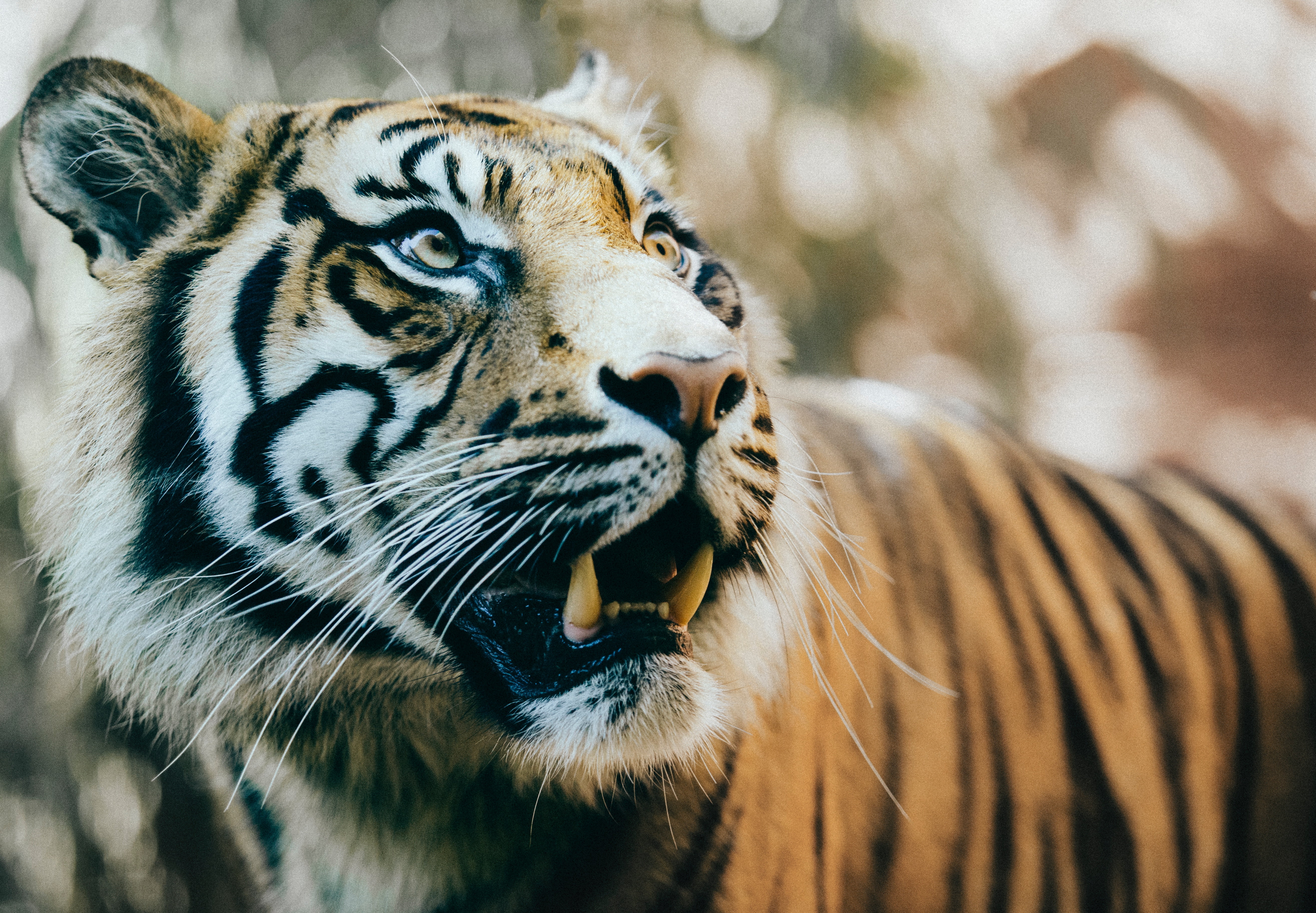 macro shot of tiger