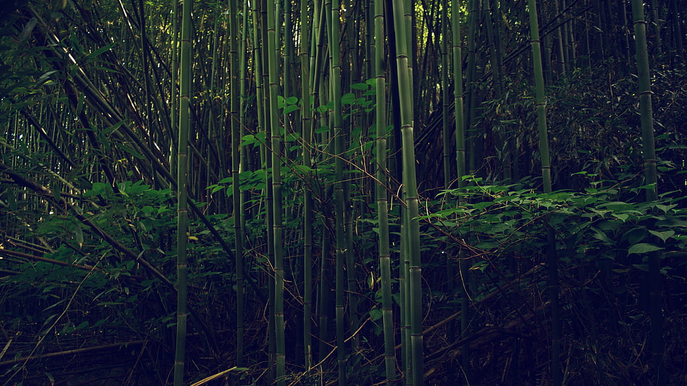 bamboo grasses, nature, outdoors, bamboo HD wallpaper