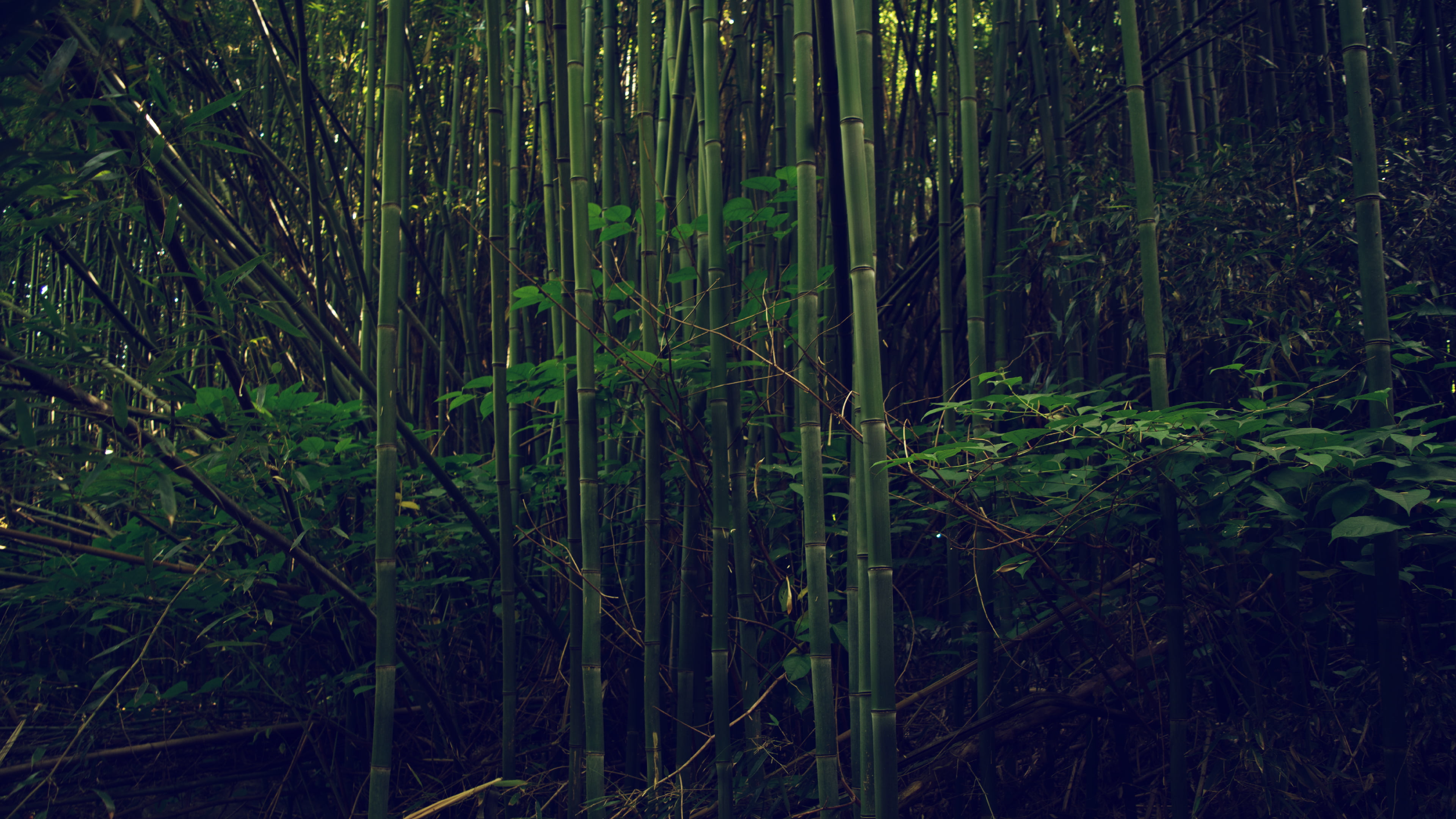 bamboo grasses, nature, outdoors, bamboo