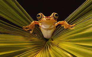 closeup photography of orange and brown frog