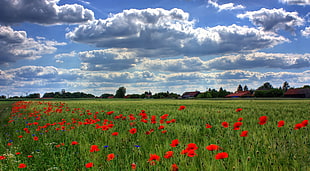 green and red flowers on field during daytime