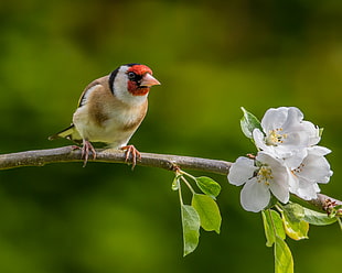 close-up photo of brown and white Bird perching in brown branch with white flowers, apple tree