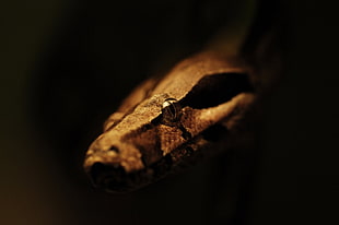 brown and black snake, animals, snake, depth of field, reptiles