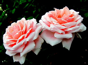 two pink rose flowers close-up photography