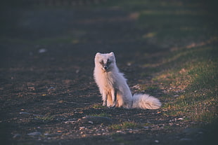 white, Fox, Arctic fox, Sits