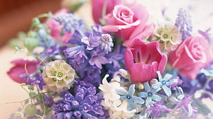 pink, purple, and white petaled flwoers