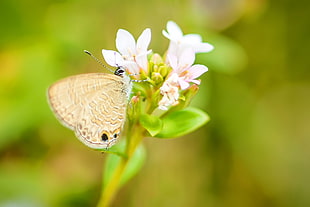 brown butterfly perch on flower